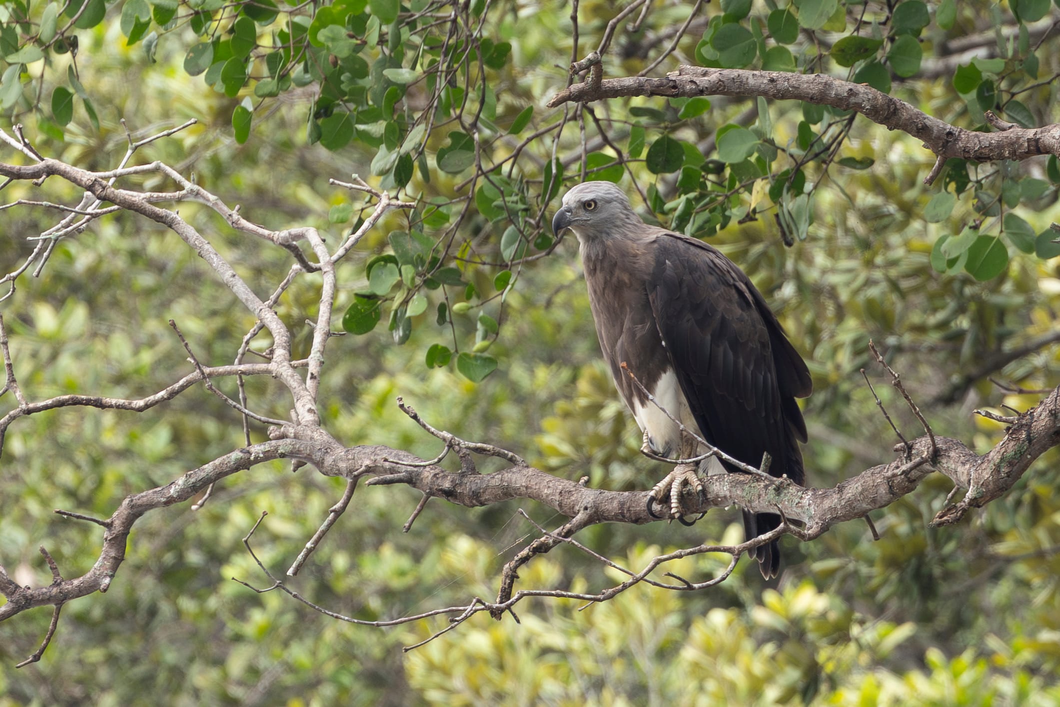 Grey-headed Fish Eagle standing on branches
